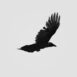 Raven Military
